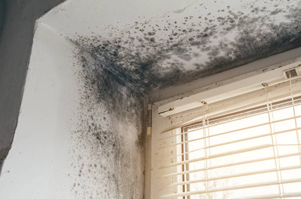 Affordable Mold Removal solutions in West Point, NY